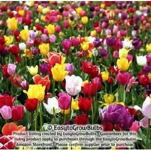  Tulips Rainbow Mix 100   100 large bulbs   12+ cm Patio 