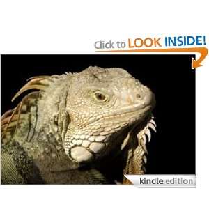 Guide To Iguanas Iguana Lover  Kindle Store