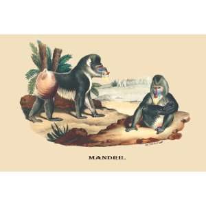  Mandril 28X42 Canvas