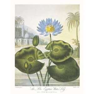   Robert John Thornton MD   The Blue Egyptian Water Lily