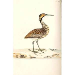  Little Bittern Meyer H/C Birds 1842 50