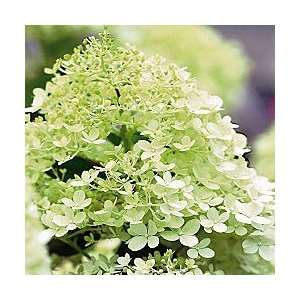  Limelight Hydrangea Patio, Lawn & Garden