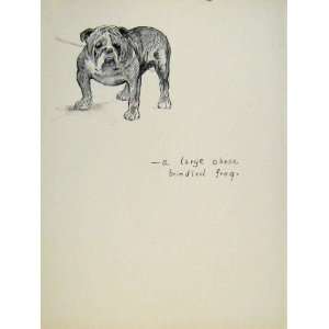  Large Obese Bull Dog Hound Animal Sketch C1938 Print