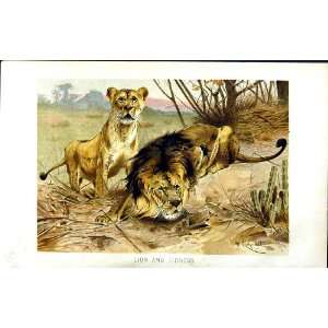  NATURAL HISTORY 1893 94 LION LIONESS WILD ANIMALS