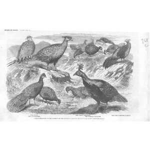  Indian Pheasants Regents Park Antique Print
