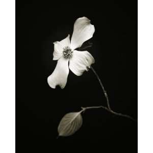  Dogwood Flower, Limited Edition Photograph, Home Decor 