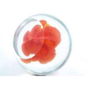  Murano Design Glass Orange Rose art Crystal Paperweight PW 