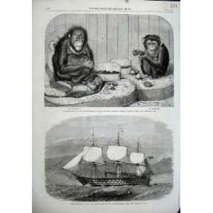  1864 Chimpanzee Ourang Outang H.M.S Victoria Flag Ship 