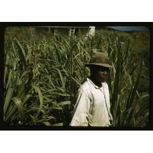 FSA borrower? in a sugar cane field,Puerto Rico