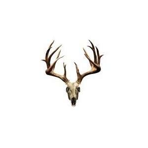  Mossy Oak Graphics   Non Typical Skull Decal Sports 