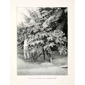  1899 Print Asimina Paw Paw Fruit Tree Puerto Rico Natural 