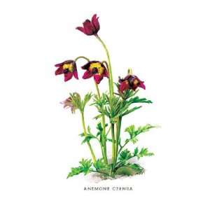  Anemone Cernua 24x36 Giclee