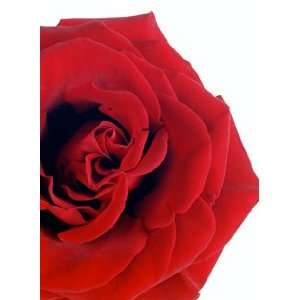  Background Cards Red Grandiflora Rose Health & Personal 