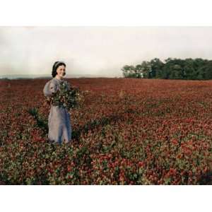  Young Woman Holds Clover Amidst a Field of Crimson Clover 