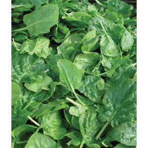  Spinach, Double Choice (Alf Chris C2 606) 1 Pkt. (300 