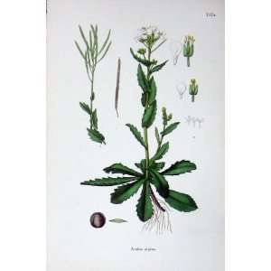   Botany Plants C1902 Arabis Alpina Leaves Colour Print