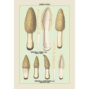  Vintage Art Edible Fungi Morels   04902 2