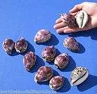 12 piece lot of Purple Top Tiger Cowrie seashell sheshells shells # X 