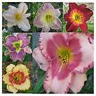50 MIXED DAYLILY SEEDS Mix of Beautiful Hybrids ( SPROUTED )
