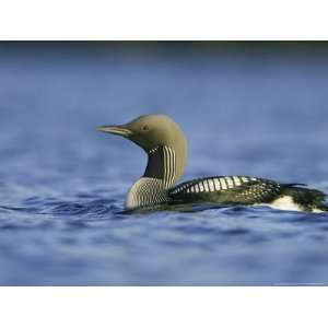 Black Throated Diver, Adult in Summer Plumage, Norway Giclee Poster 