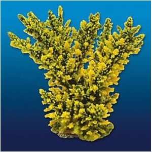  Acropora Green 6in x 4in x 6in Acropora florida Coral Reproduction