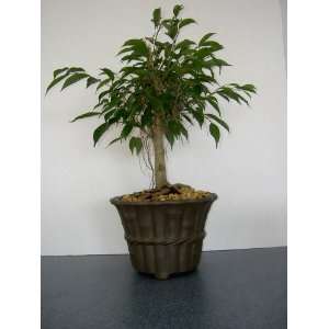 XL Imported Ficus Bonsai Tree in Unglazed Pot 15yrs old  