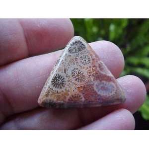   Gemqz Coral Fossil Agate Triangle Cabochon Wow  