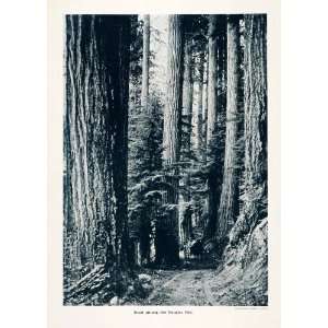  1912 Print Douglas Firs Pacific Northwest Timber Forest Washington 