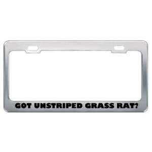 Got Unstriped Grass Rat? Animals Pets Metal License Plate Frame Holder 