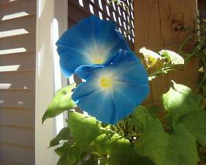 5LB Morning Glory HEAVENLY BLUE seeds Ipomoea Tricolor  