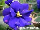 african violet plug starter plant magic dragon 