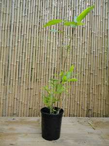 Semiarundinaria Fastuosa ~ 1 Gallon ~ Bamboo Plant  