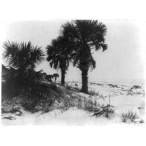  Isle of Palms,Charleston County,South Carolina,SC,c1900 