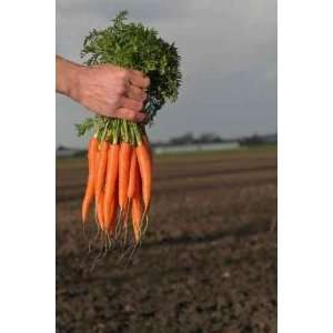  Carrots   Peel and Stick Wall Decal by Wallmonkeys