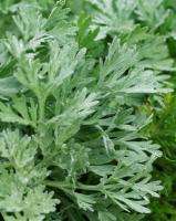 Artemisia Absinthium  WORMWOOD SEEDS  300 seed pack