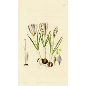   1840 Antique Print of the Sweet Scented Crocus
