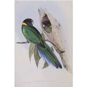  Parakeet #19 13 x 19 inch Birds of Australia Fine Art Reproduction