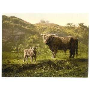   or Labels Victorian Photochrom Highland Cow and Calf