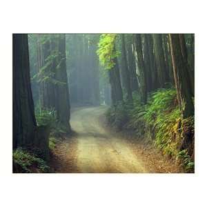  High Definition Dreaming California Redwood Forest Gallery 