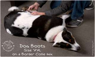 Having your dog lay on its side can help get the back shoes on