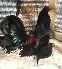 Sid Taylor Game Fowl 8 Hatching Eggs