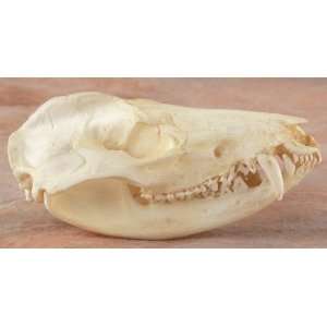  Opossum Skull Replica 