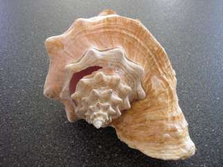 VERY LARGE CONCH SEA SHELL   ALMOST 4 POUNDS   OVER 11 LONG   VERY 