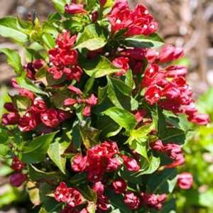 Red Sonic Bloom Weigela   Lipstick Red, Everblooming   Proven Winners