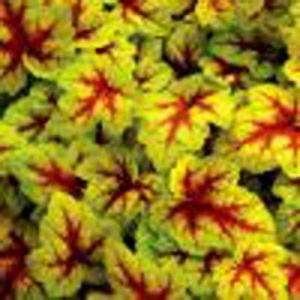 OnlinePlantCenter Stoplight Foamy Bells Or Heucherella Plant H1921CL 