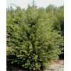 Pyramiden Eibe Taxus media Hillii 40   50 cm hoch dichtbuschig mit 