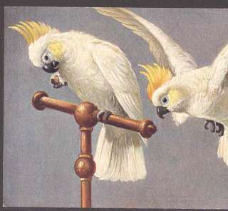 NISTERSULPHUR CRESTED COCKATOO,PARROT BIRDS,SCHONIAN VINTAGE 