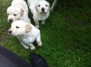 Wunderschöne Golden Retriever Welpen abzugeben in Parchim   Landkreis 