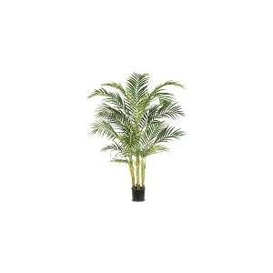  6 Premium Areca Palm