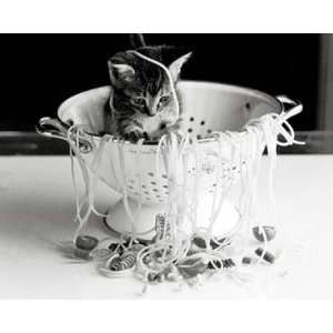Katzen   Kätzchen Spaghetti Von Rex Interstock Poster Kunstdruck (30 